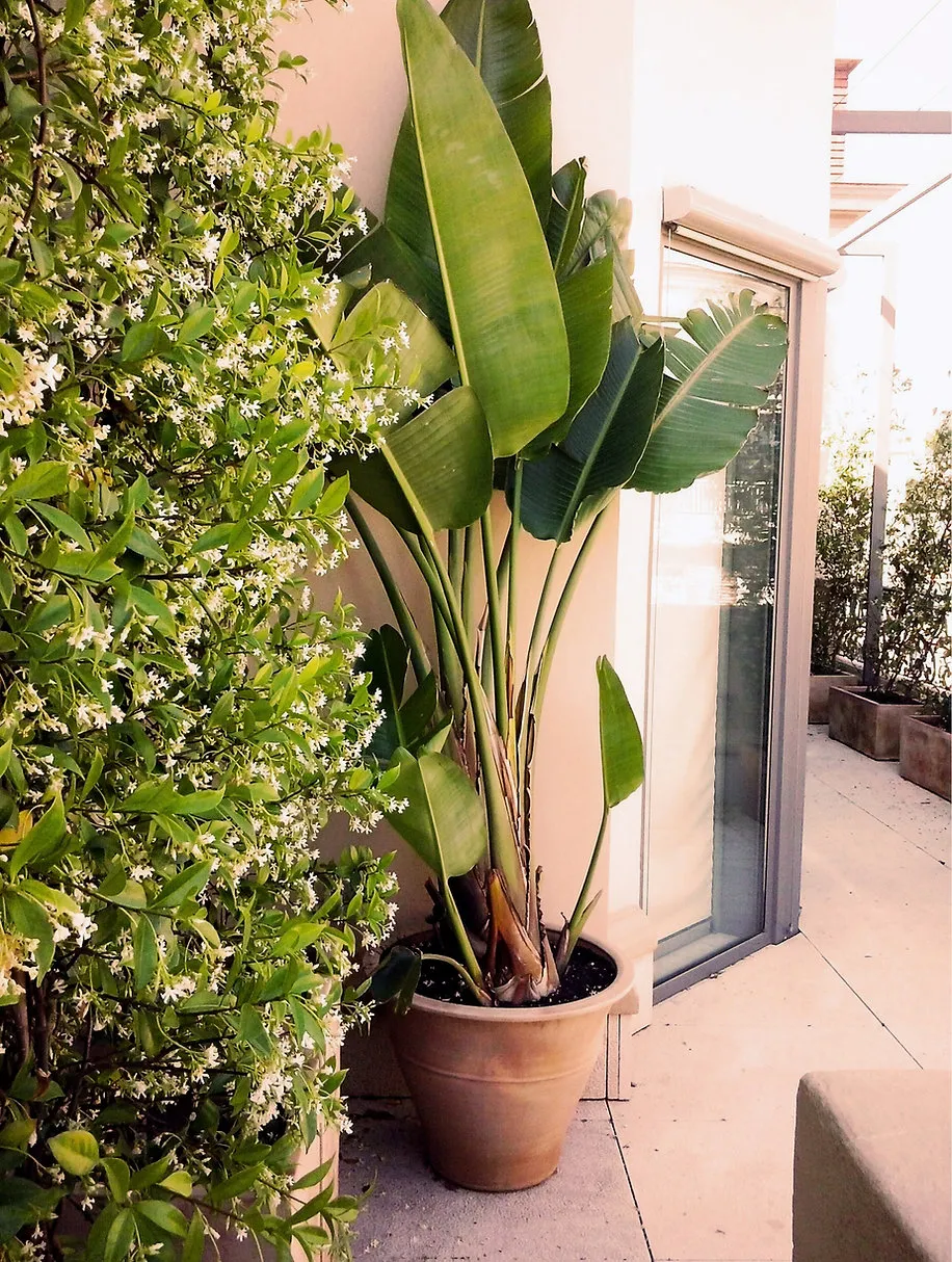 Pau Casals 10 Pau Casals Sosters Estudio