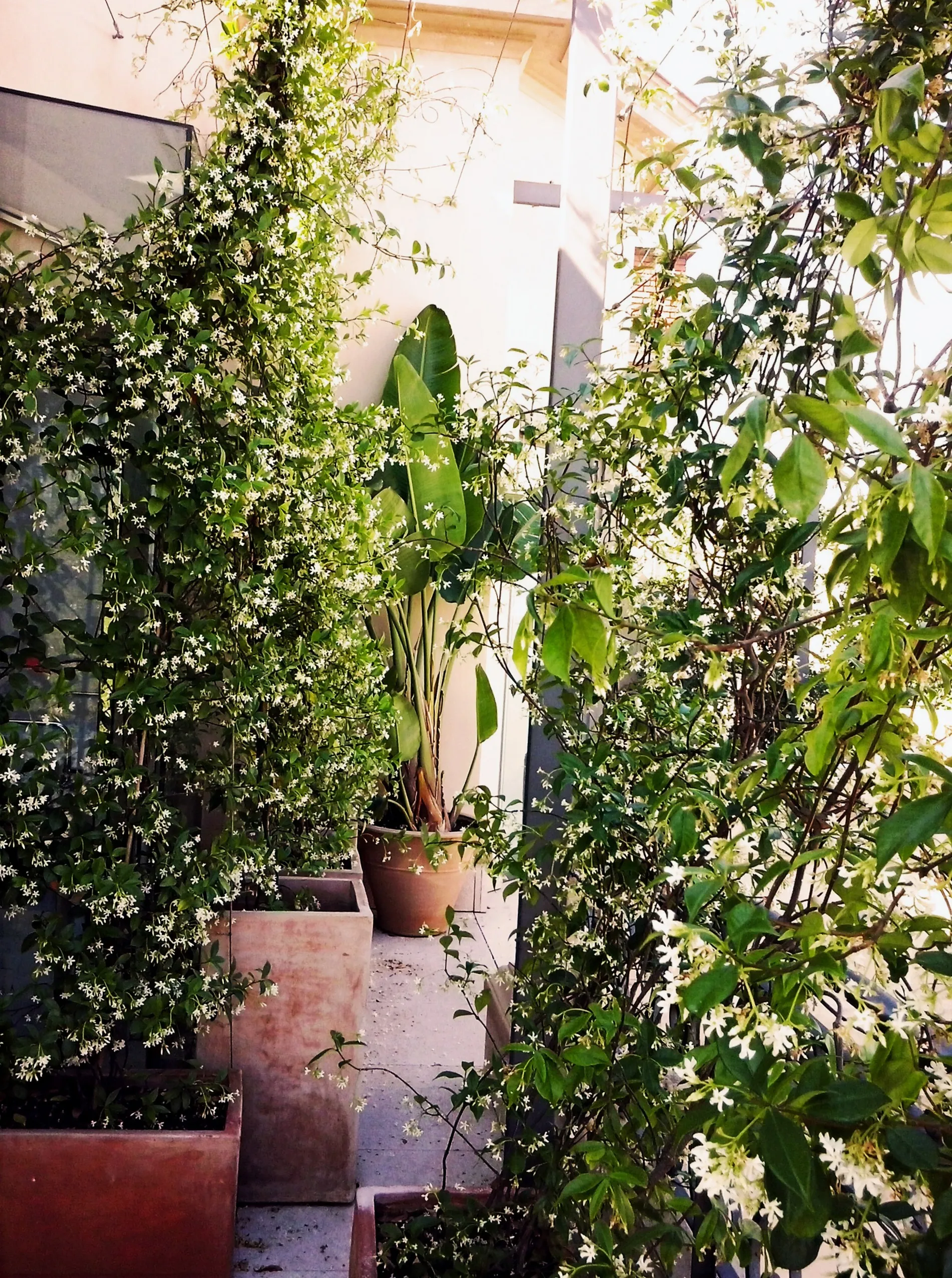 Pau Casals Pau Casals Sosters Estudio